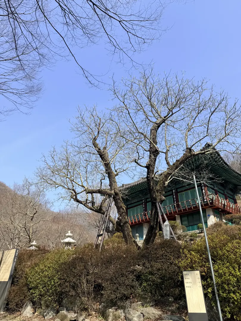 Ancient gnarled walnut tree at Gwangdeoksa Temple with traditional Korean architecture