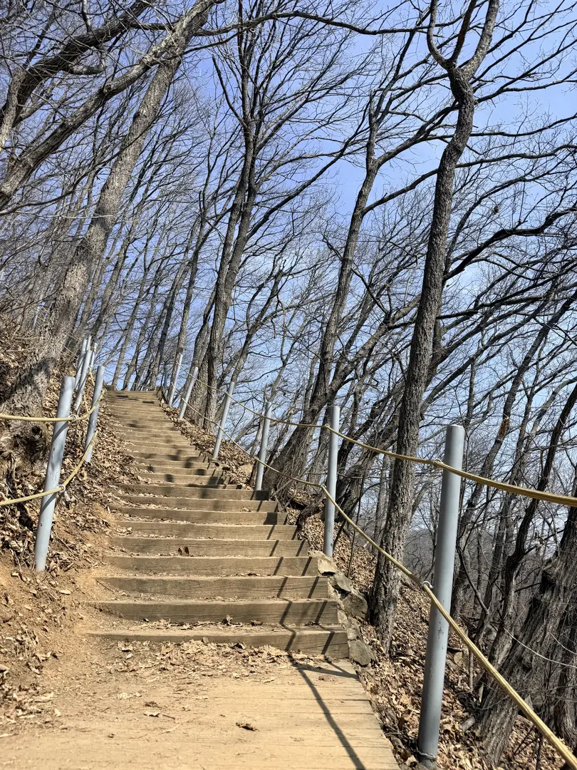 Wooden hiking stairs ascending through bare deciduous forest with metal railings