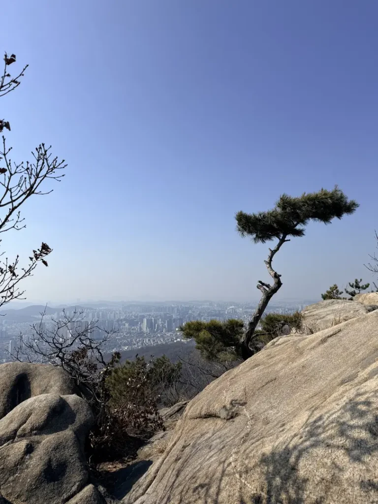 Iconic windswept pine tree overlooking Seoul from Hoamsan Mountain