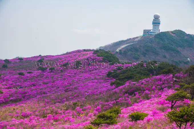 Vibrant magenta azaleas blanket Biseulsan Mountain slopes with lighthouse tower