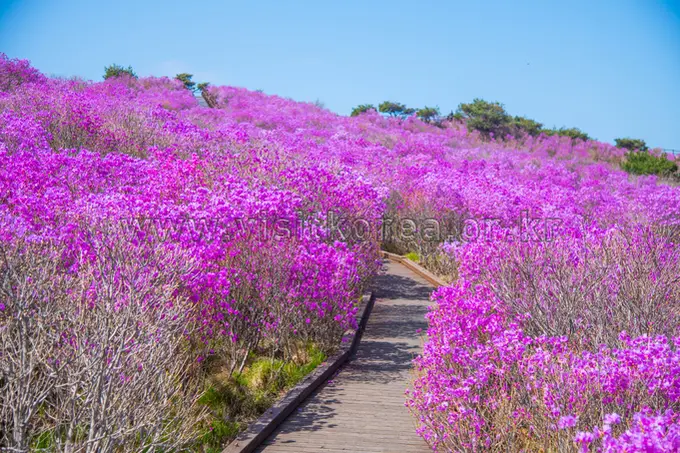 Vibrant magenta flowers blooming along wooden boardwalk trail on Biseulsan Mountain