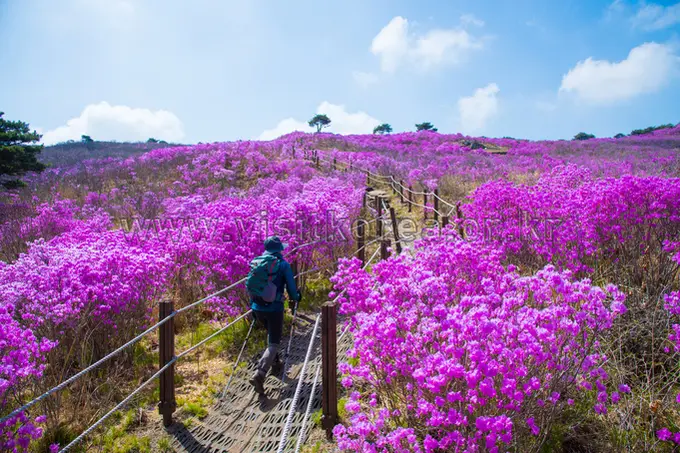Hiker on wooden boardwalk through vibrant purple flowers at Biseulsan