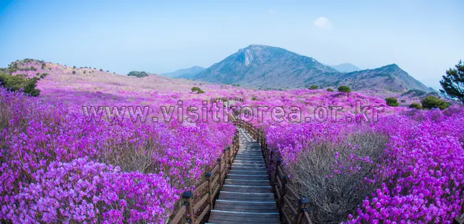 Purple wildflower field blooming on Biseulsan Mountain slopes with peak