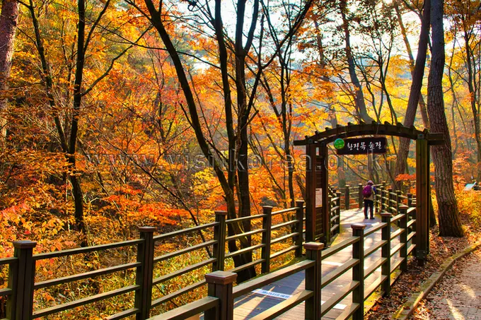 Wooden boardwalk through golden autumn foliage on Chiaksan forest path