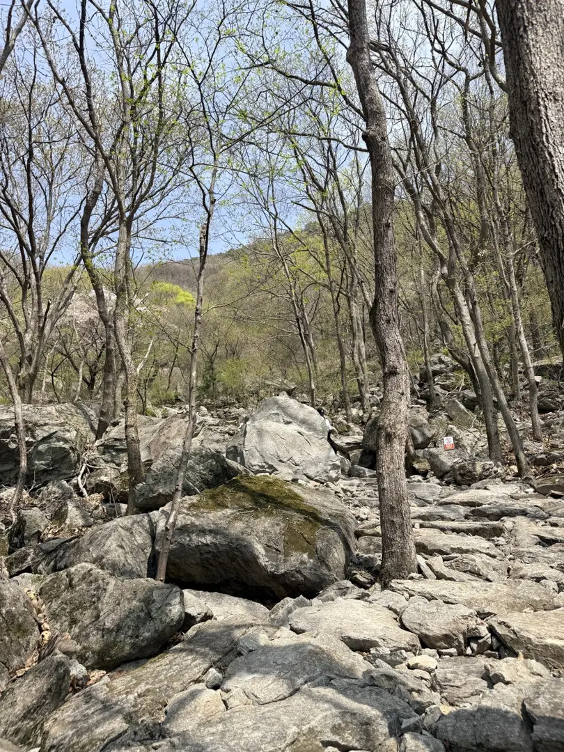 Rocky forest trail lined with deciduous trees and large boulders