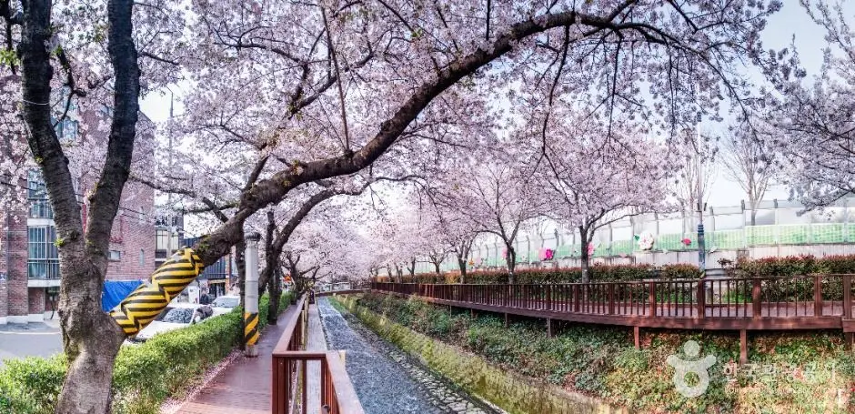 Cherry blossom tree-lined pathway at Gunhang Festival area with wooden railings