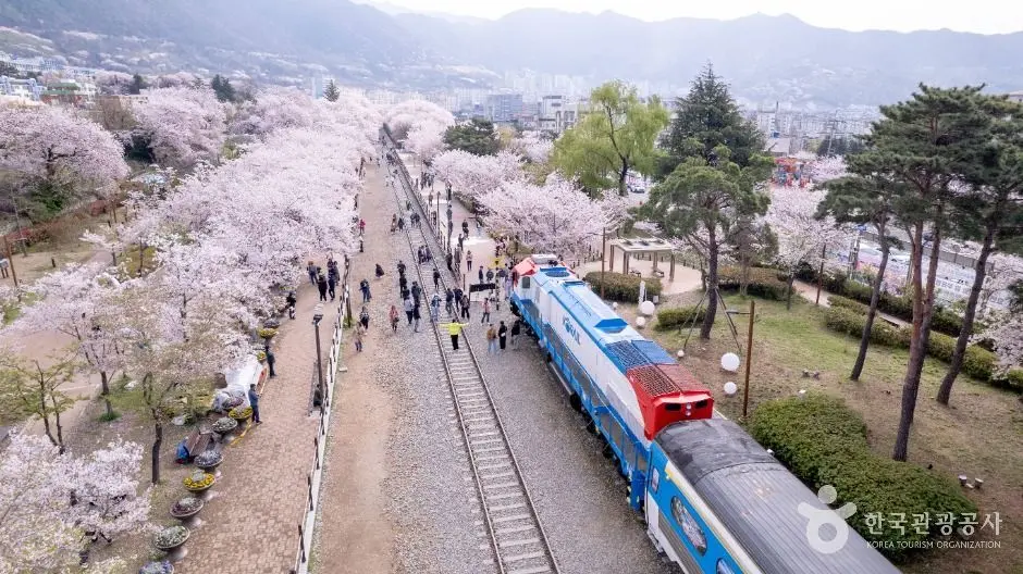 Jinhae Cherry Blossom Festival 2026 Is It Too Crowded (What Nobody Tells You) thumbnail