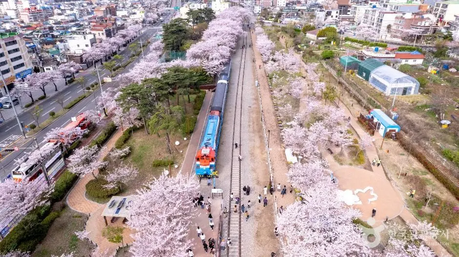 Aerial view of train on tracks through cherry blossom trees at Jinhae Military Port Festival