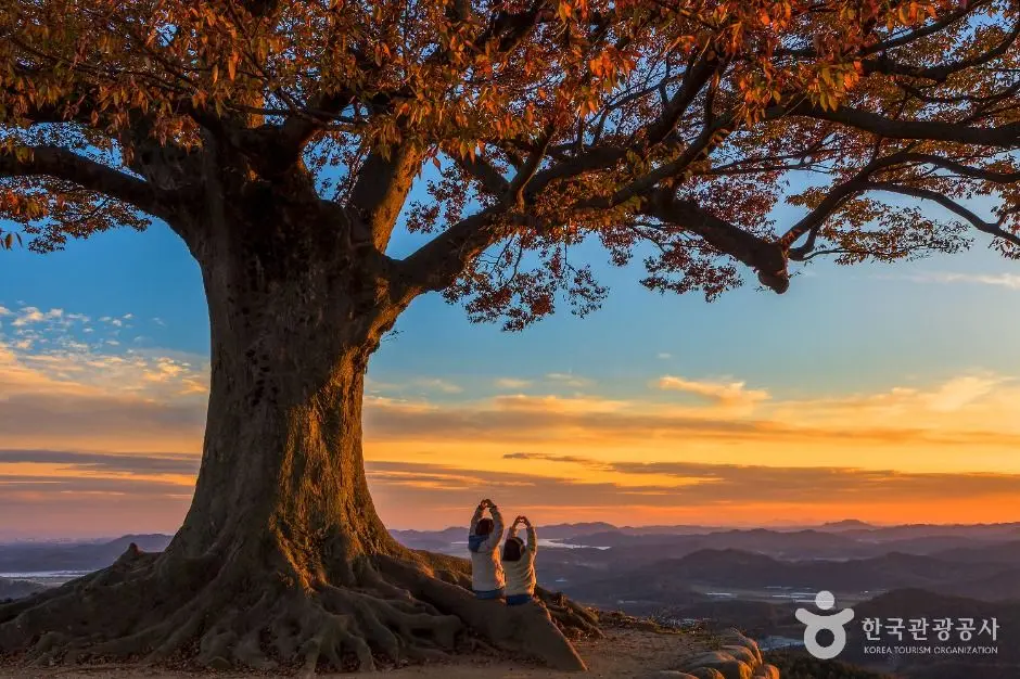 Ancient love tree at sunset with two visitors watching the golden sky