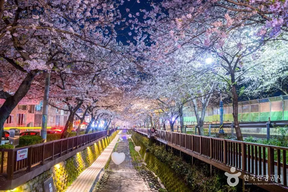 Cherry blossom-lined pathway at Jinhae military harbor during night illumination