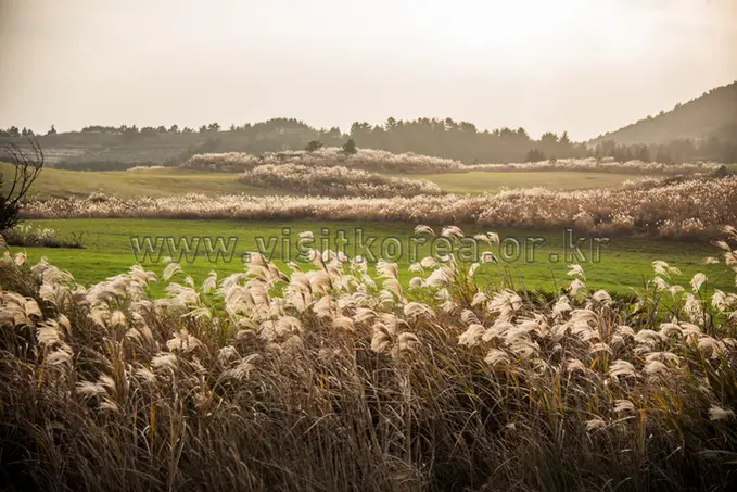 Golden reed fields blooming at Saebyeol Oreum with mountain backdrop