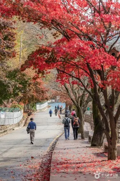 Red maple trees lining the hiking trail at Soyosan Mountain in autumn