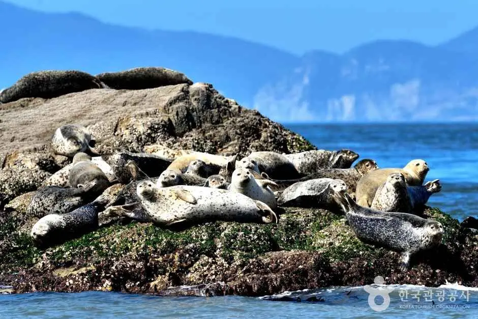 Spotted seals resting on rocky outcrop near Baengnyeongdo Island