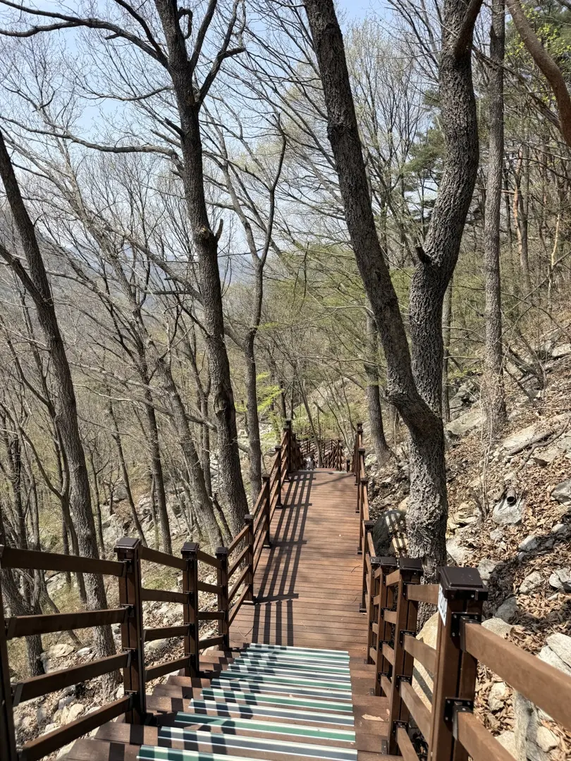 Wooden boardwalk descending through bare spring forest trees