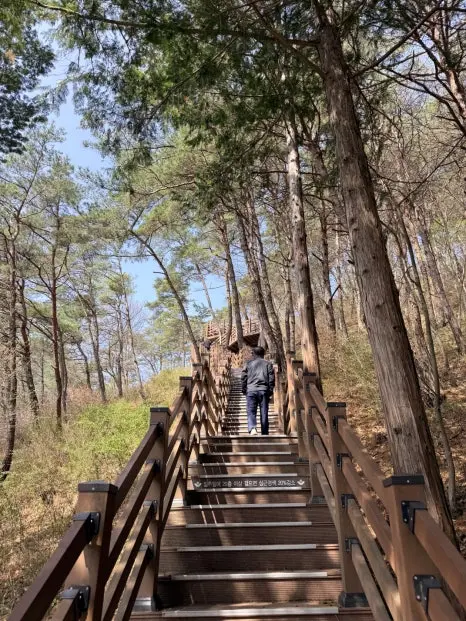 Wooden staircase climbing through tall pine forest on Chaegyesan hiking trail
