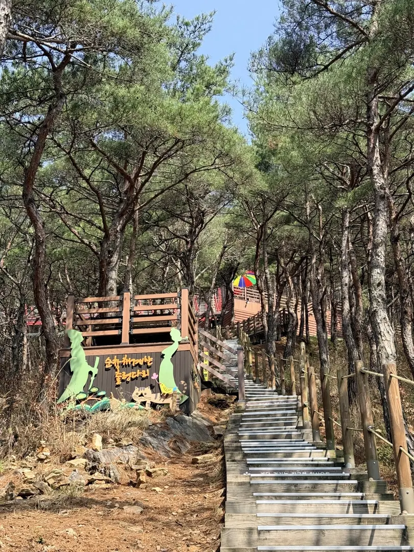 Wooden staircase hiking trail entrance through tall pine forest with directional signage