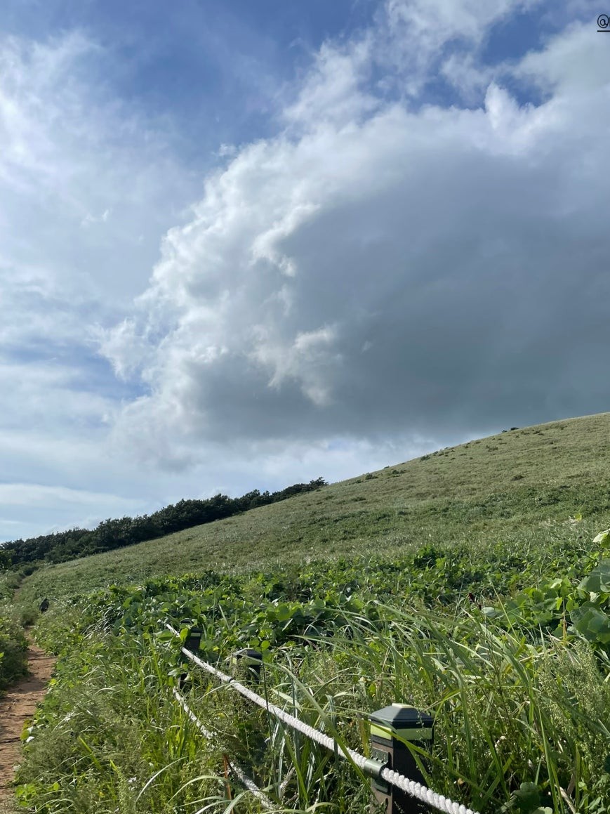 Grassy hillside trail at Saebyeol Oreum with a white rope guide fence along the path edge, lush low vegetation covering the slope, and large cumulus clouds building dramatically overhead