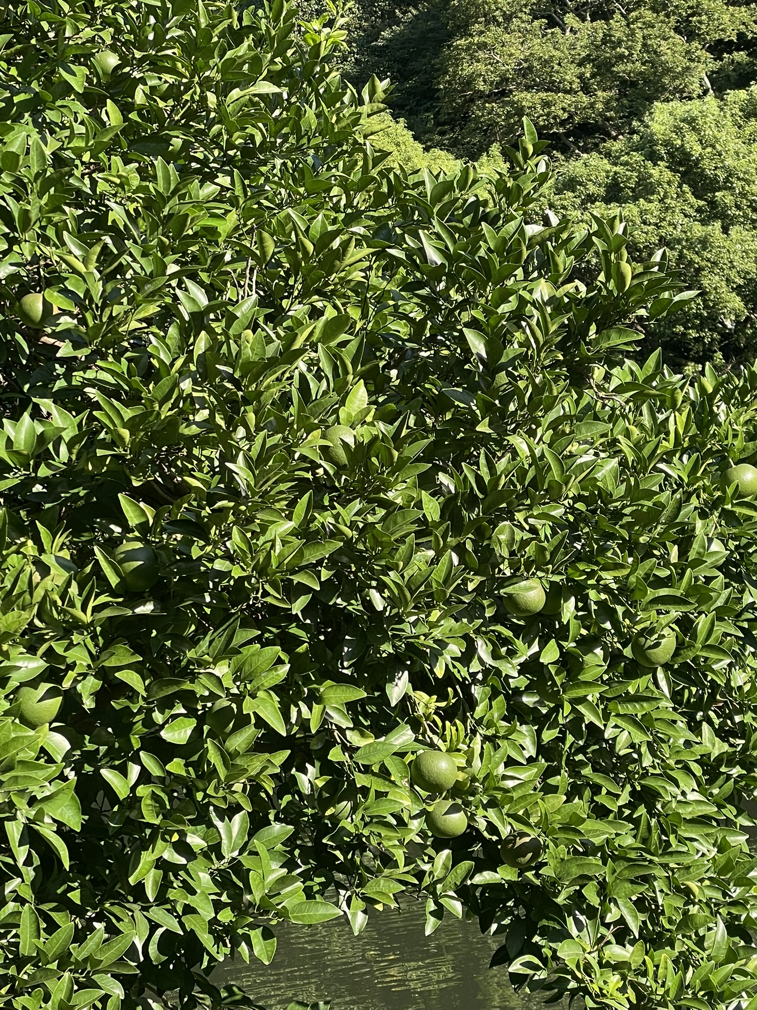 Close-up of a Jeju mandarin orange tree canopy with unripe green fruit visible among dense glossy leaves, a forested hillside behind the branches