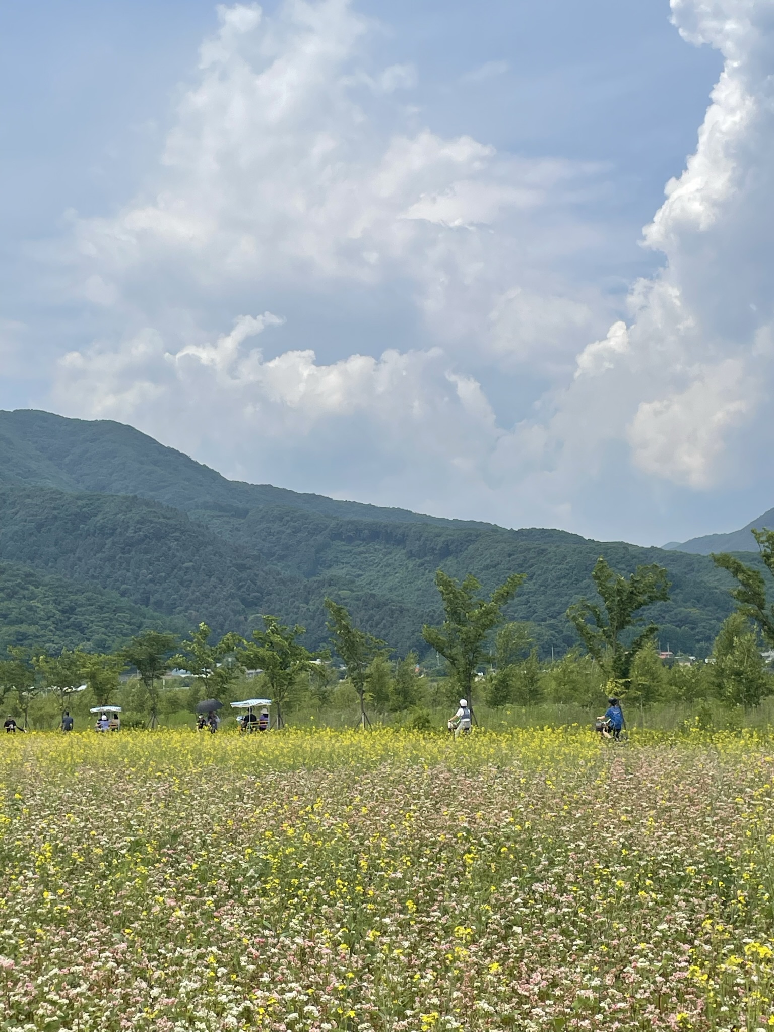 Expansive field of pink buckwheat blossoms and yellow canola flowers stretching toward forested mountain ridges under a partly cloudy sky, Pocheon, South Korea