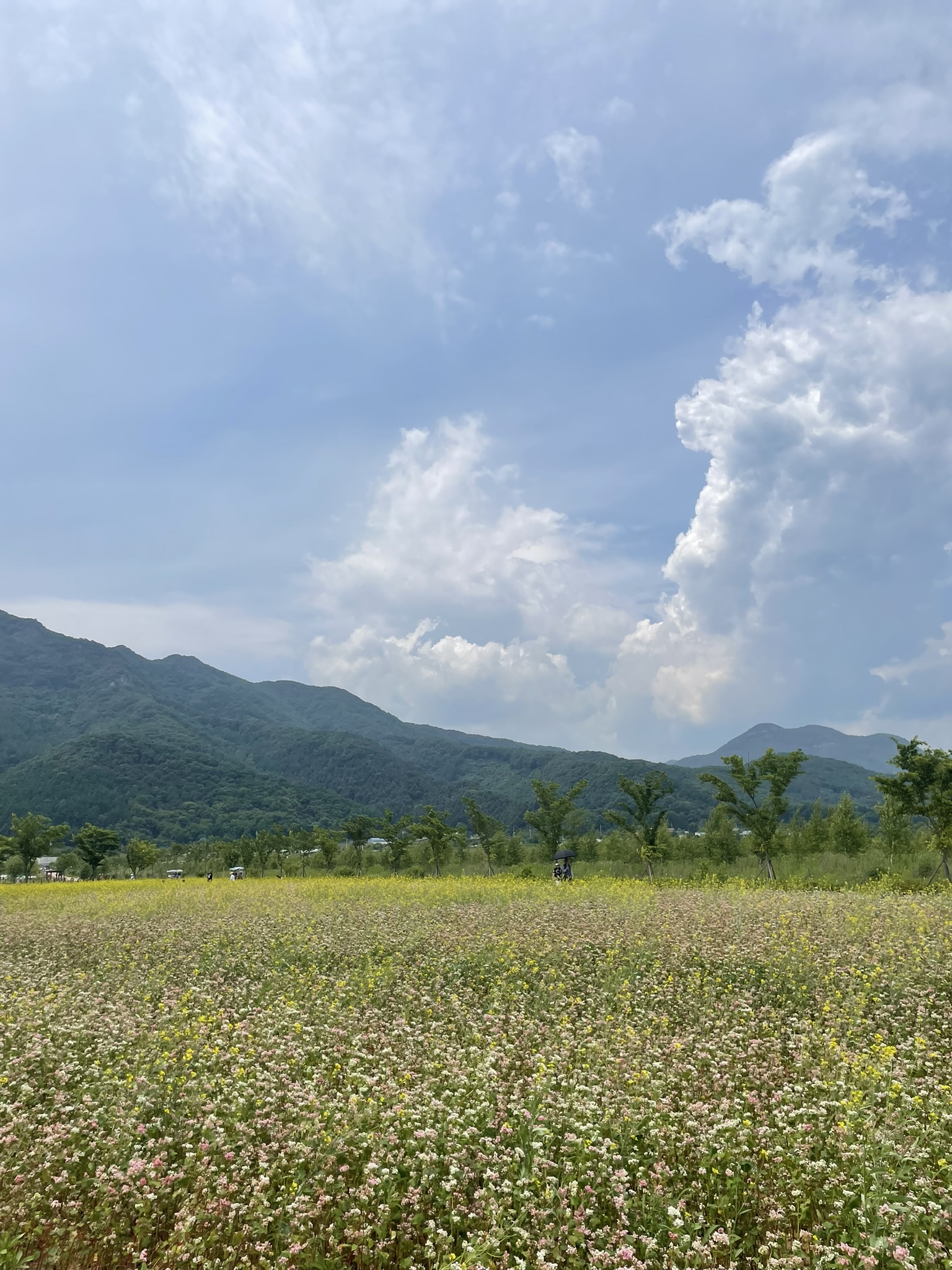 Wide open field of pink and white buckwheat flowers with yellow blooms and scattered trees, green mountain slopes rising in the background, Pocheon, South Korea