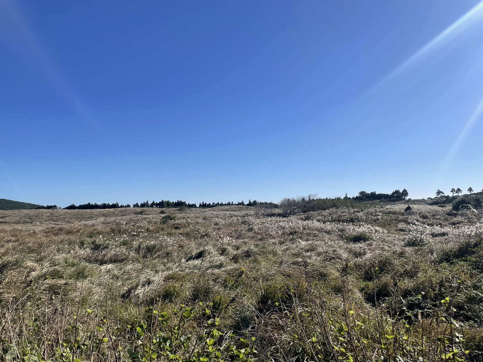 Wide Hallasan highland moorland covered in silver grass with white feathery seedheads, mixed low green shrubs in the foreground, a dark conifer treeline on the mid-horizon under deep blue sky with a lens flare at top right